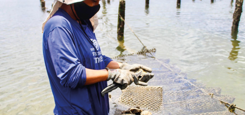Manutenção no Cultivo de Ostras JiribaOstra em Vera Cruz-BA. Projeto Clube dos Pescadores Bahia Pesca. Foto: Davi Plácido